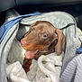 puppy, dog, brown_dog, pet, canine, floppy_ears, open_mouth, smiling, bag, blanket, fleece, cozy, indoor, closeup, cute, young_dog, companion, animal, portrait, resting