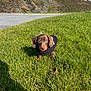 puppy, dog, dachshund, grass, outdoor, black_coat, greenery, pathway, fence, hill, sunlight, blue_sky, curious, animal, pet, small_dog, young_dog, nature, daytime, canine