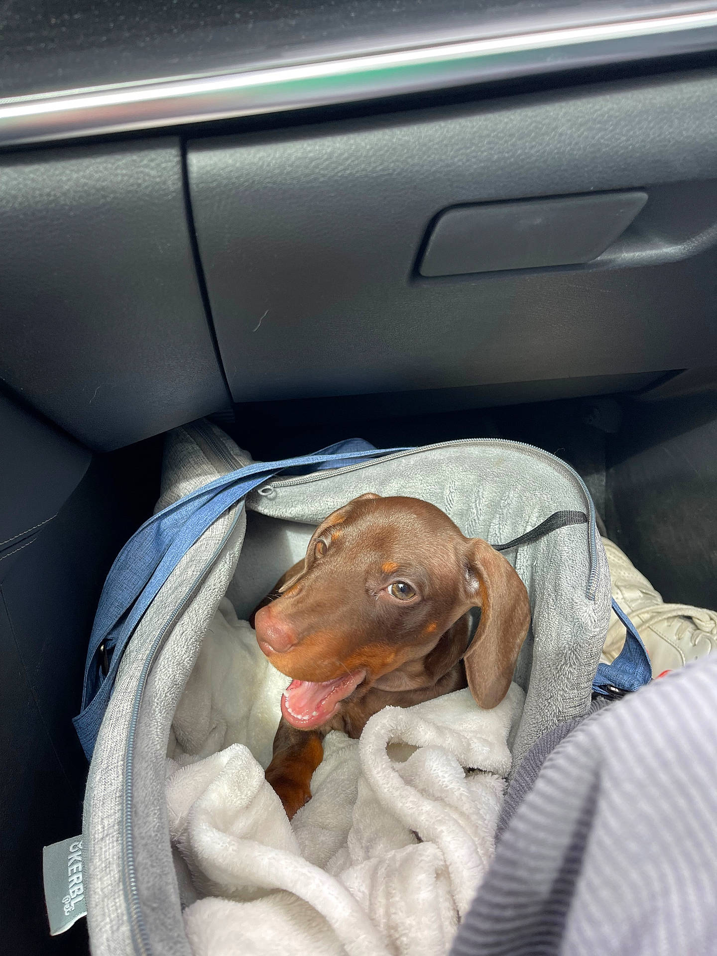 Romeo a rejoint le concours — aidez-le/la à gagner de superbes lots ! animal, blanket, brown_dog, car_interior, cozy, cute, dachshund, dog, floor, footwear, happy, leather, mouth_open, pet, pet_carrier, puppy, seat, small_dog, sunlight, travel