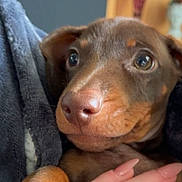 Romeo is registered to the contest to win money with this photo: puppy, dog, close_up, brown_fur, blanket, hand, cute, pet, indoor, cozy, young_dog, animal, fur, snout, ears, nail, human_hand, comfort, domestic, portrait
