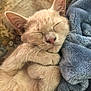 cat, sleeping, cozy, paws, beige, blanket, furry, cute, pet, resting, indoor, closeup, snuggling, soft, relaxed, animal, fur, ears, face, whiskers