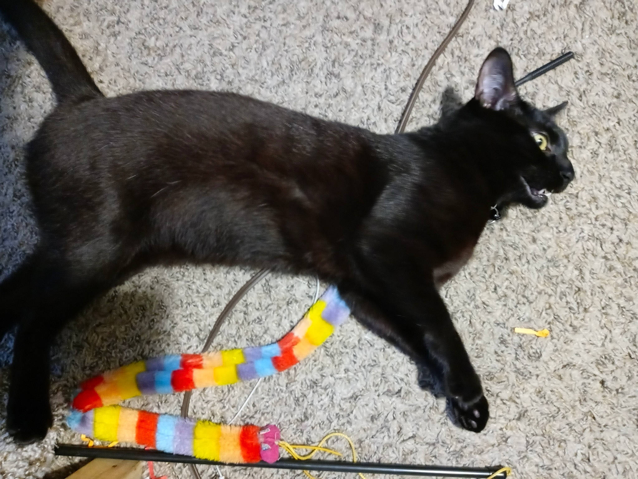 Bastet joined the competition — help win amazing prizes! black_cat, bombay, carnivore, cat, claw, collar, dog_breed, domestic_short_haired_cat, felidae, fur, mammal, paw, plant, shadow, small_to_medium_sized_cats, snout, tail, terrestrial_animal, vertebrate, whiskers