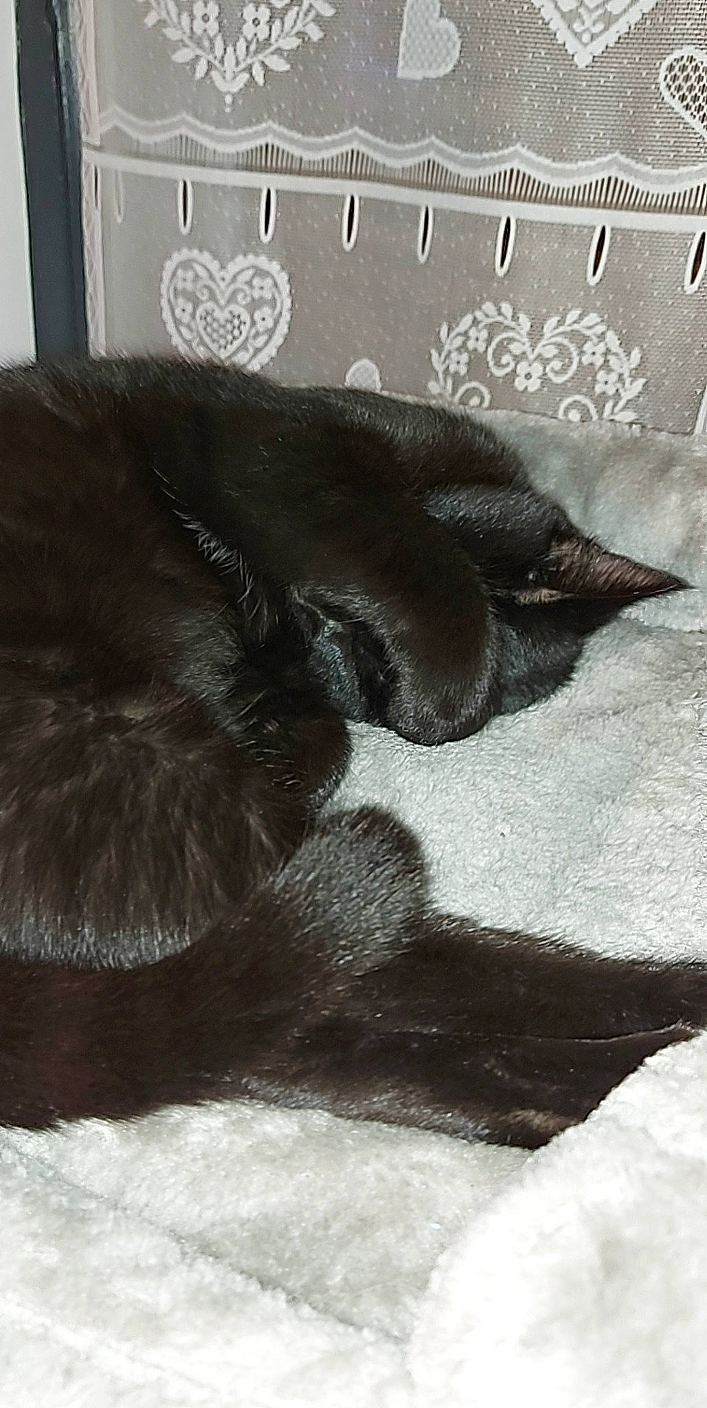 Blanche a rejoint le concours — aidez-le/la à gagner de superbes lots ! black, black_and_white, black_cat, carnivore, cat, ear, felidae, fur, long_hair, small_to_medium_sized_cats, tail, whiskers