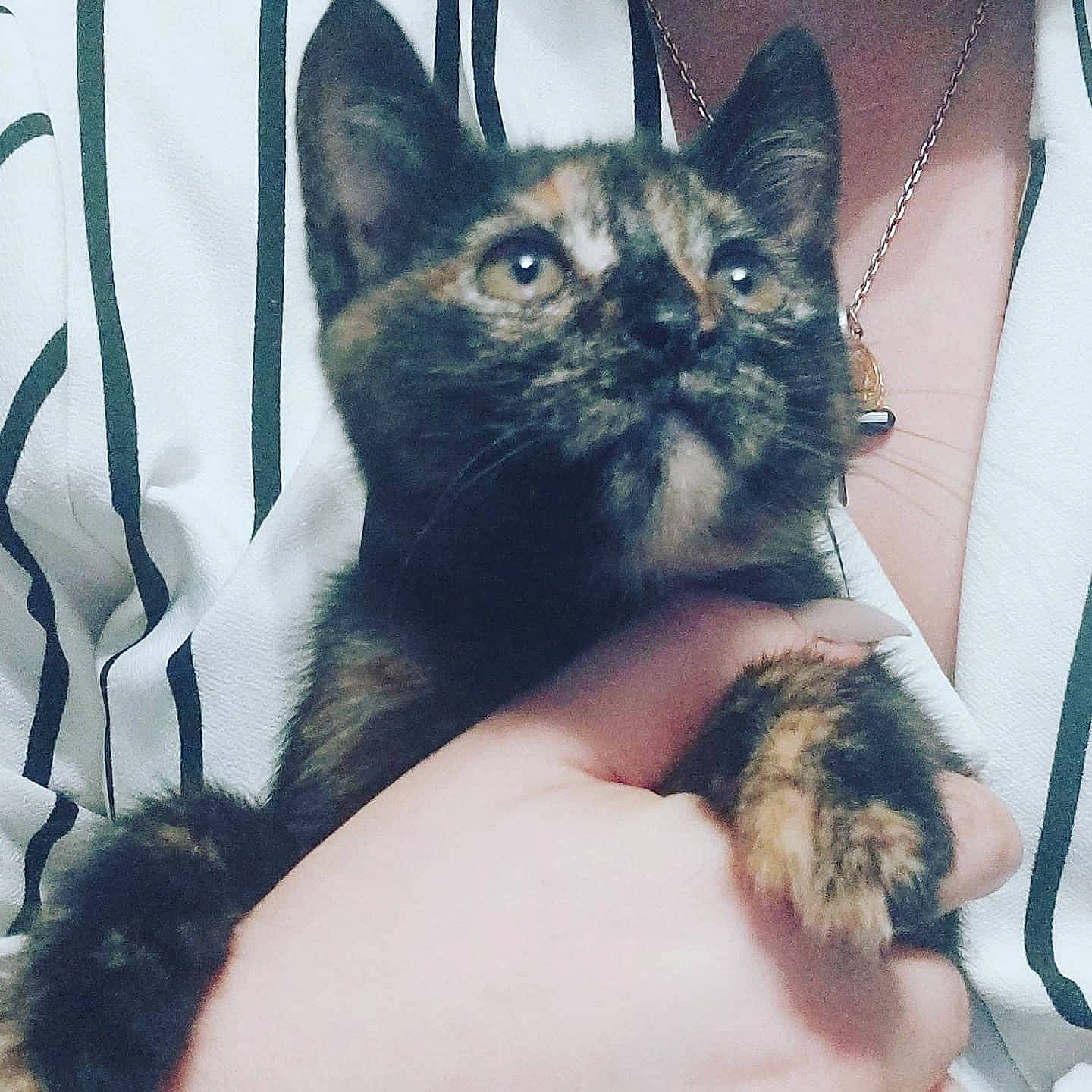 Black Widow participe au concours pour gagner de l'argent avec cette photo : american_shorthair, asian, carnivore, cat, claw, domestic_short_haired_cat, ear, european_shorthair, eye, felidae, fur, german_rex, hand, kitten, mammal, ojos_azules, polydactyl_cat, small_to_medium_sized_cats, tabby_cat, whiskers