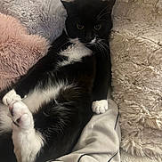 Whispa joined the competition — help win amazing prizes! animal, black_and_white, cat, comfort, cozy, cute, feline, fluffy_blanket, fur, home, indoor, lying_down, paw, pet, relaxed, resting, sleepy, soft_texture, tuxedo_cat, whiskers