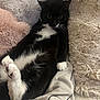 animal, black_and_white, cat, comfort, cozy, cute, feline, fluffy_blanket, fur, home, indoor, lying_down, paw, pet, relaxed, resting, sleepy, soft_texture, tuxedo_cat, whiskers
