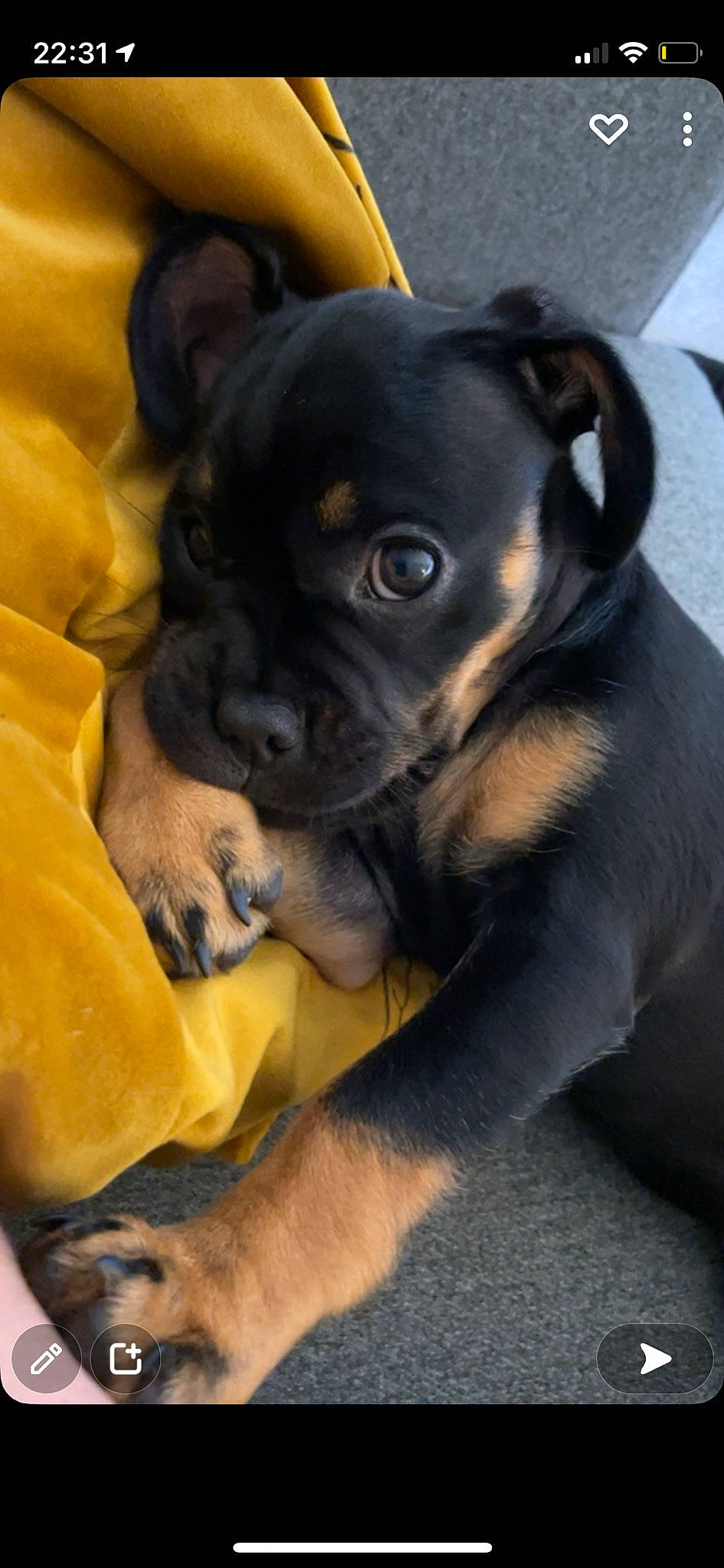 Kyla joined the competition — help win amazing prizes! boston_terrier, canidae, carnivore, comfort, companion_dog, dog, dog_breed, ear, fawn, non_sporting_group, puppy, reflex_camera, snout, sporting_group, toy_dog, whiskers, working_animal, wrinkle