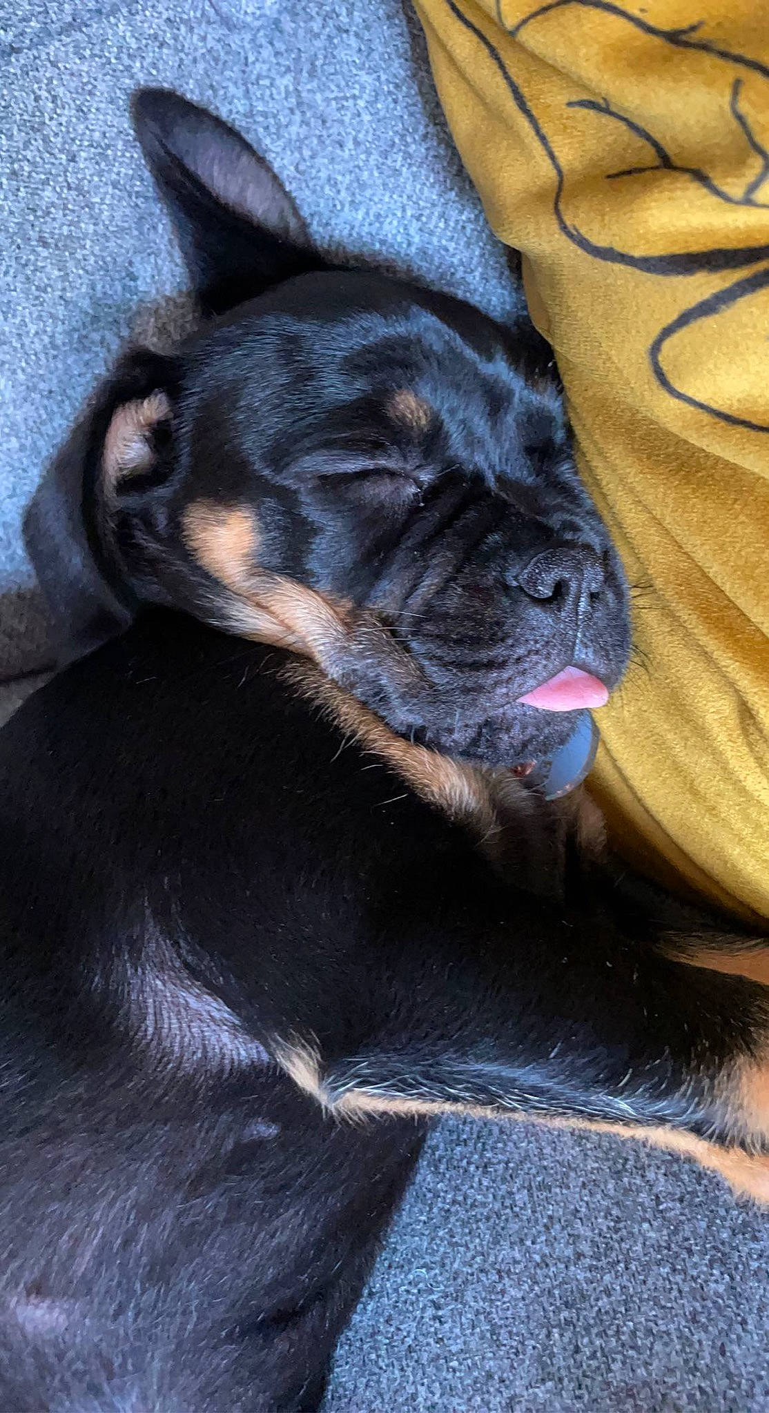 Kyla joined the competition — help win amazing prizes! canidae, carnivore, comfort, companion_dog, dog, dog_breed, ear, fawn, fur, grey, non_sporting_group, pug, sitting, snout, sporting_group, terrestrial_animal, toy_dog, whiskers, working_animal, wrinkle