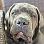 Laynie is registered to the contest to win money with this photo: animal, big_nose, black_nose, brown_fur, canine, chair, close_up, companion, dog, domestic, droopy_eyes, expression, friend, furniture, mammal, outdoor, pet, portrait, relaxed, wrinkly_face