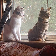 Tsunami joined the competition — help win amazing prizes! animal, cat, cats, couch, cozy, curious, curtain, domestic, feline, floral_pattern, home, indoor, pets, sitting, sunlight, tabby_cat, vintage, white_cat, window, windowsill