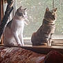 animal, cat, cats, couch, cozy, curious, curtain, domestic, feline, floral_pattern, home, indoor, pets, sitting, sunlight, tabby_cat, vintage, white_cat, window, windowsill