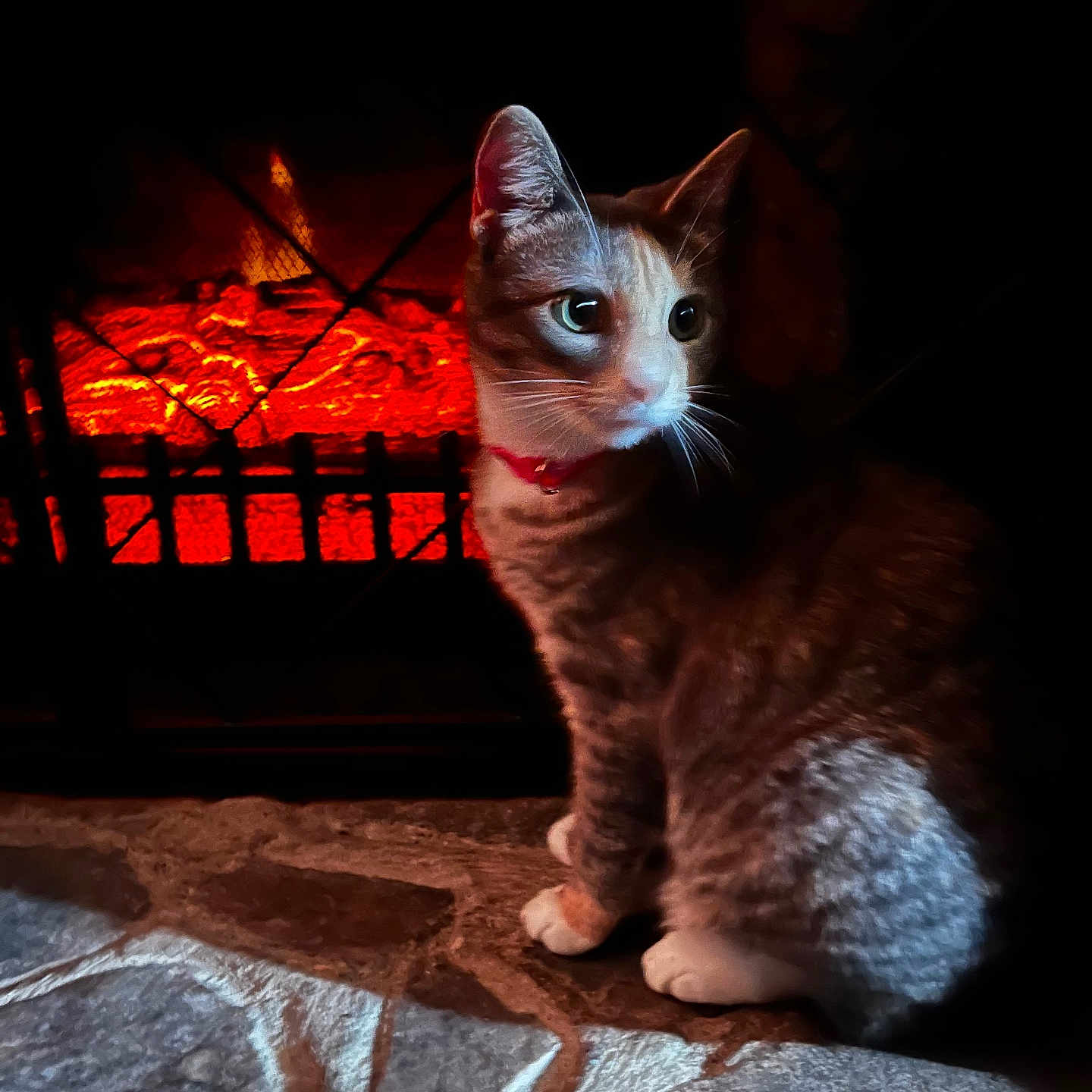 Seedy is registered to the contest to win money with this photo: abyssinian, angora, animal, cat, egyptiancat, fire, fireplace, flame, handrail, hearth, indoors, kitten, light, lighting, manx, path, pet, siamese, slate, walkway