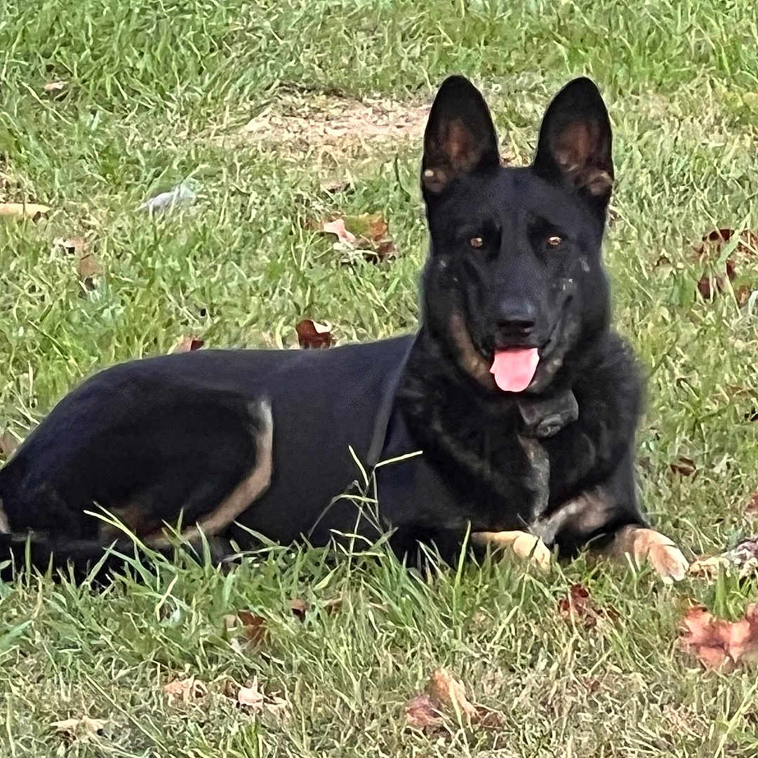 Duchess