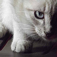 GUIZMO participe au concours pour gagner de l'argent avec cette photo :