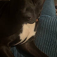 Callie joined the competition — help win amazing prizes! dog, black_dog, close_up, pet, animal, lying_down, blue_blanket, white_patch, indoor, portrait, canine, fur, paw, nose, ears, looking_at_camera, domestic_animal, companion, resting, cute