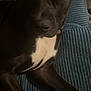 dog, black_dog, close_up, pet, animal, lying_down, blue_blanket, white_patch, indoor, portrait, canine, fur, paw, nose, ears, looking_at_camera, domestic_animal, companion, resting, cute