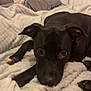 Callie is registered to the contest to win money with this photo: dog, black_dog, blanket, bed, pillow, indoor, pet, canine, lying_down, fur, ears, eyes, snout, resting, comfort, cozy, domestic_animal, animal, mammal, cute
