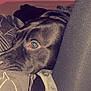 Callie joined the competition — help win amazing prizes! dog, black_dog, bed, bedding, resting, close_up, indoor, pet, canine, fur, comfort, blanket, leg, fabric, pink_wall, animal, sleepy, cozy, paw, relaxation