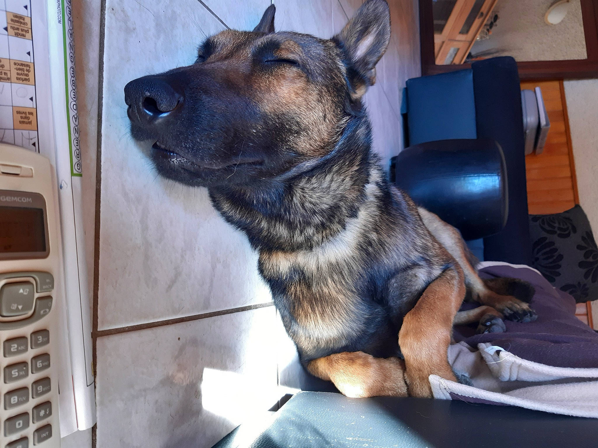Obiwan a rejoint le concours — aidez-le/la à gagner de superbes lots ! carnivore, chair, collar, companion_dog, dog, dog_breed, fawn, fur, gas, german_shepherd_dog, guard_dog, herding_dog, law_enforcement, old_german_shepherd_dog, snout, whiskers, window, wood, working_animal, working_dog