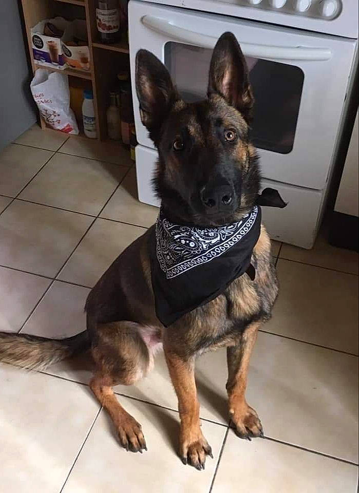 Obiwan participe au concours pour gagner de l'argent avec cette photo : cabinetry, carnivore, collar, companion_dog, dog, dog_breed, dog_collar, east_european_shepherd, fawn, flooring, german_shepherd_dog, guard_dog, herding_dog, king_shepherd, law_enforcement, pet_supply, shelf, snout, working_animal, working_dog
