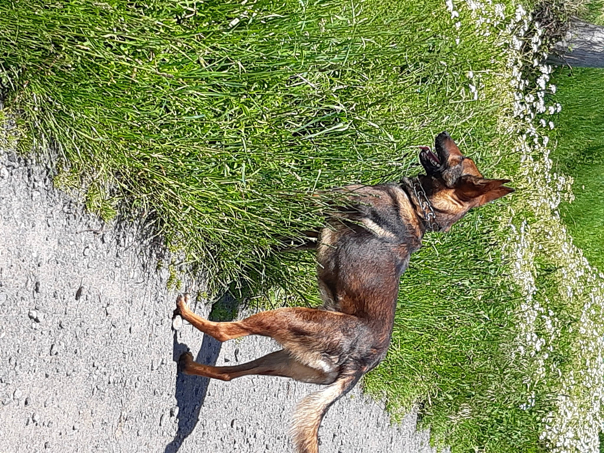 Obiwan participe au concours pour gagner de l'argent avec cette photo : ancient_dog_breeds, canidae, carnivore, companion_dog, dog, dog_breed, fawn, grass, groundcover, guard_dog, hunting_dog, people_in_nature, plant, snout, sporting_group, tail, terrestrial_animal, wildlife, working_dog