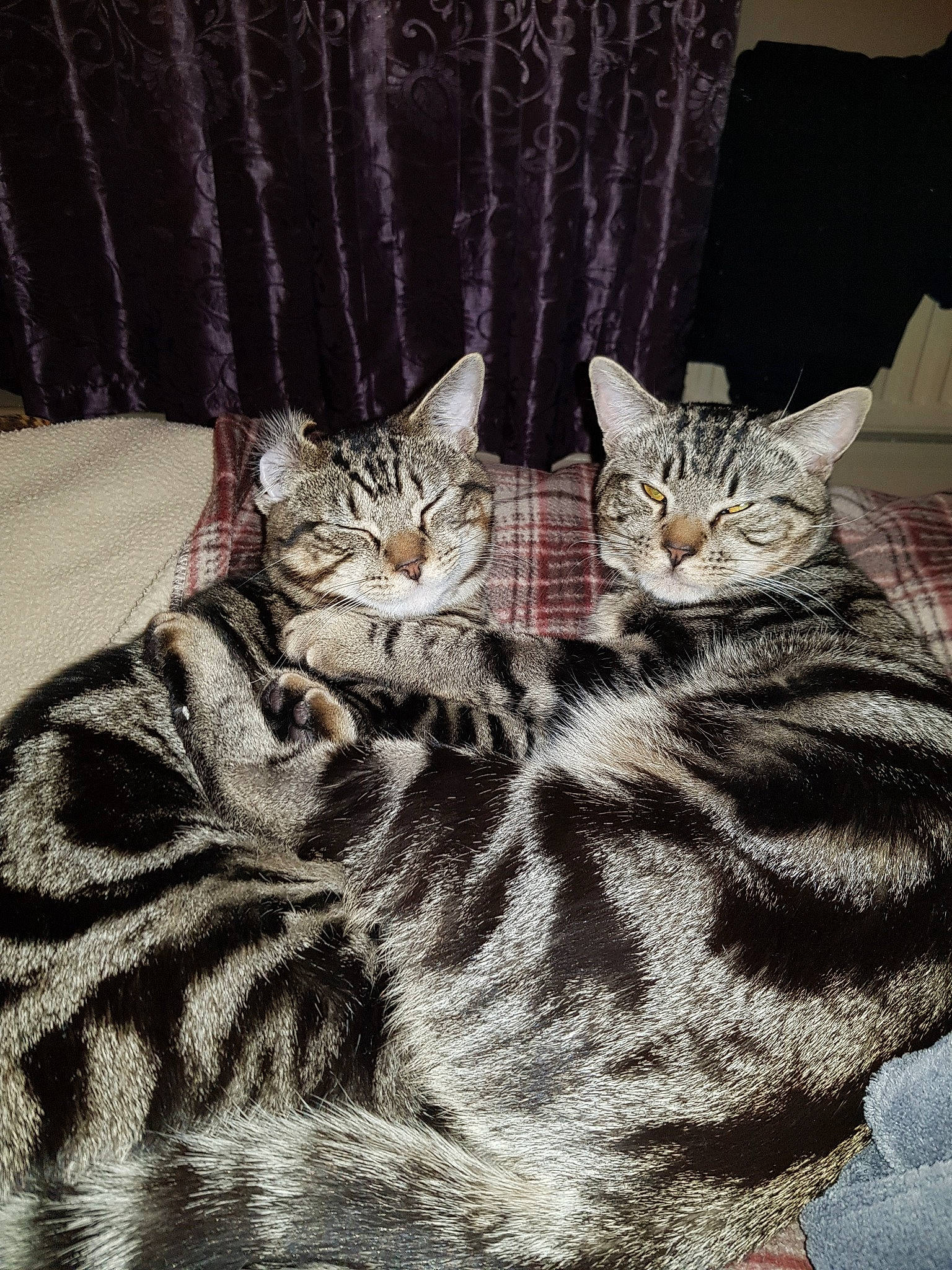 Peanut And Leo is registered to the contest to win money with this photo: american_shorthair, asian, bed_sheet, blanket, carnivore, cat, domestic_short_haired_cat, dragon_li, egyptian_mau, european_shorthair, felidae, fur, kitten, linens, ocicat, pixie_bob, small_to_medium_sized_cats, tabby_cat, textile, whiskers