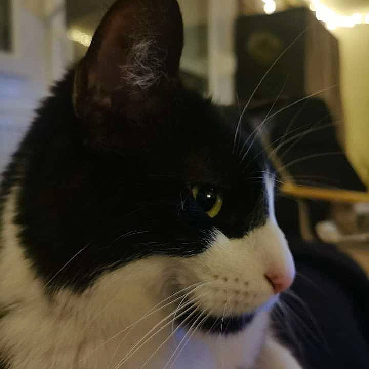 Goten participe au concours pour gagner de l'argent avec cette photo : carnivore, cat, domestic_short_haired_cat, eye, felidae, fur, small_to_medium_sized_cats, snout, whiskers