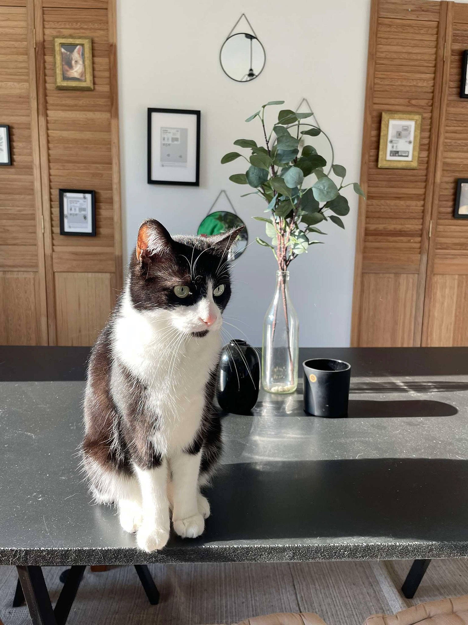 Goten participe au concours pour gagner de l'argent avec cette photo : carnivore, cat, door, felidae, floor, flooring, flowerpot, grey, houseplant, picture_frame, plant, porch, small_to_medium_sized_cats, snout, tail, tree, wall, whiskers, window, wood