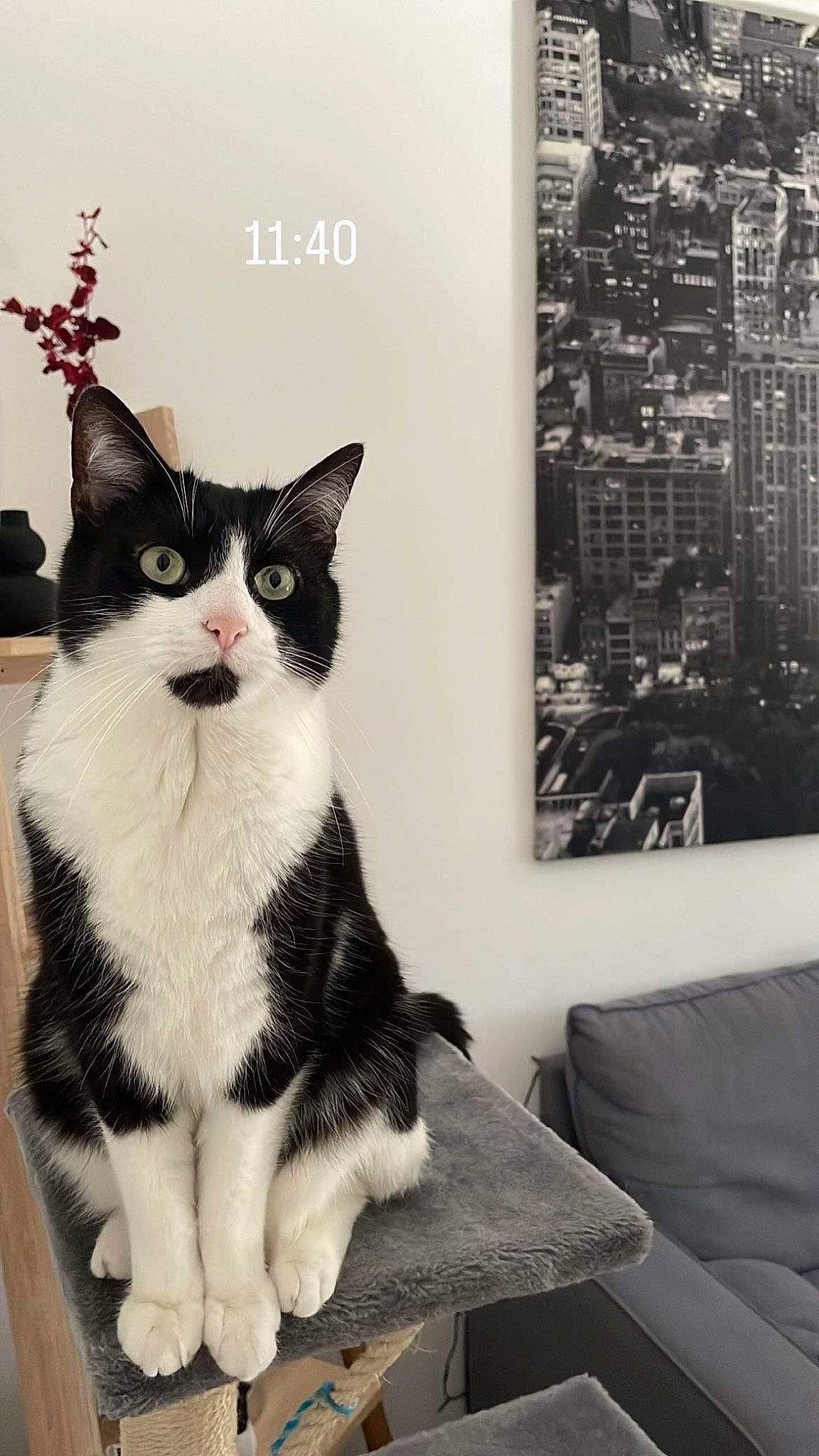 Goten a rejoint le concours — aidez-le/la à gagner de superbes lots ! carnivore, cat, comfort, couch, domestic_short_haired_cat, felidae, formal_wear, fur, grey, monochrome, monochrome_photography, paw, picture_frame, small_to_medium_sized_cats, snout, sofa_bed, studio_couch, tail, whiskers, window