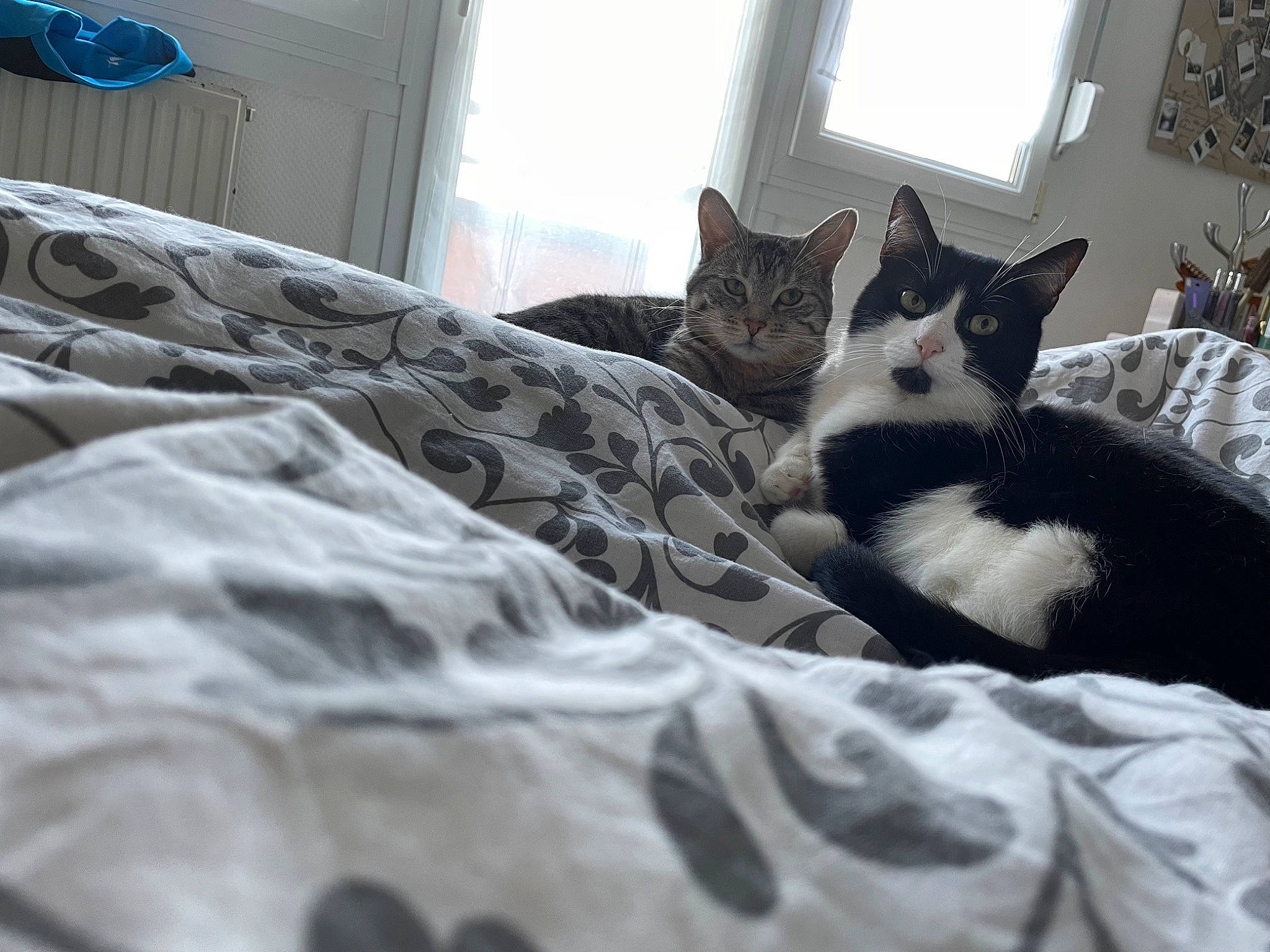 Kaya a rejoint le concours — aidez-le/la à gagner de superbes lots ! bedding, blue, carnivore, cat, comfort, domestic_short_haired_cat, felidae, flooring, fur, grey, hardwood, linens, room, small_to_medium_sized_cats, snout, tail, textile, whiskers, window, wood