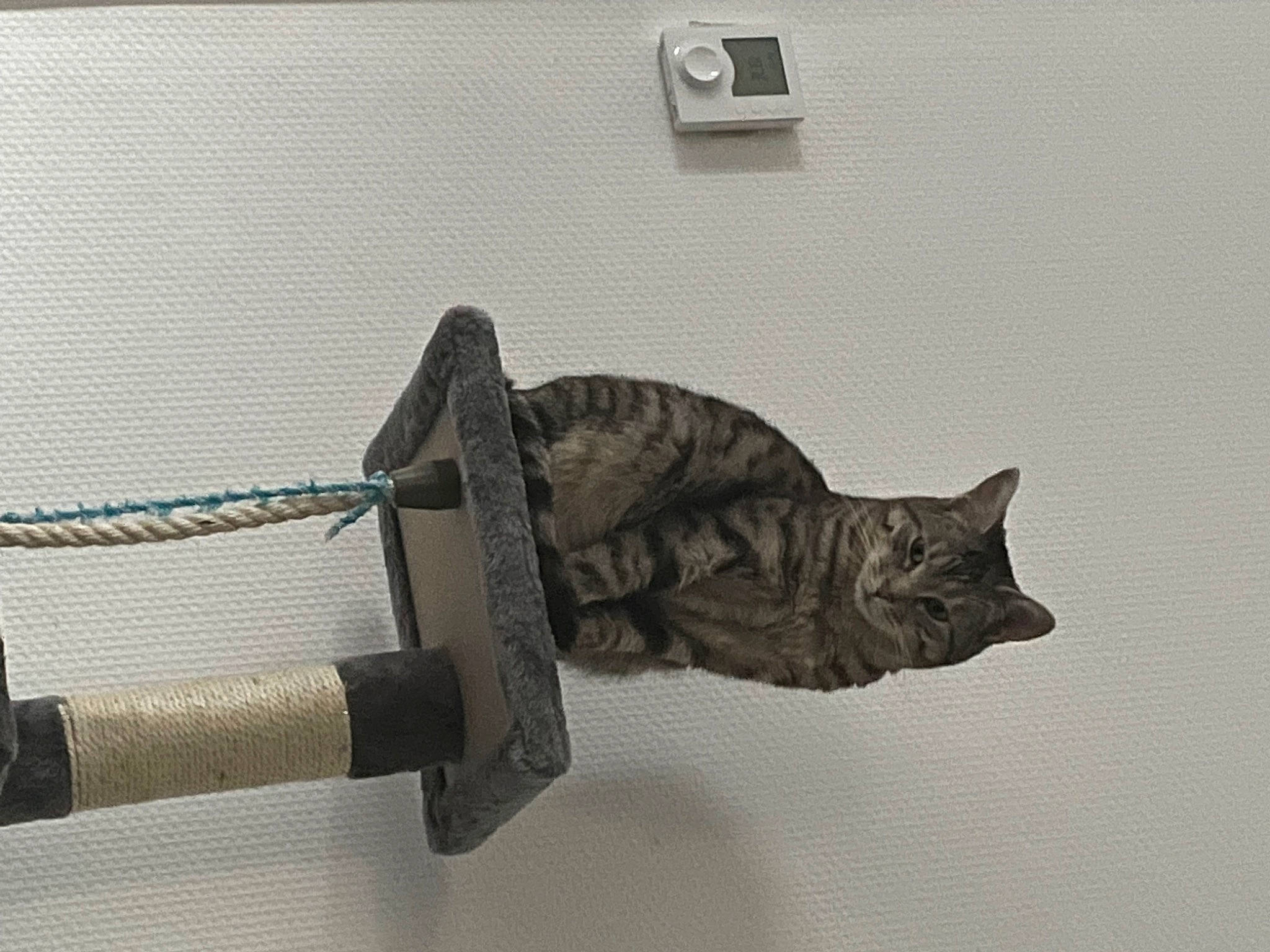 Kaya a rejoint le concours — aidez-le/la à gagner de superbes lots ! air_gun, art, artifact, carnivore, cat, dagger, felidae, metal, personal_protective_equipment, sculpture, shotgun, small_to_medium_sized_cats, sword, tail, trigger, wood