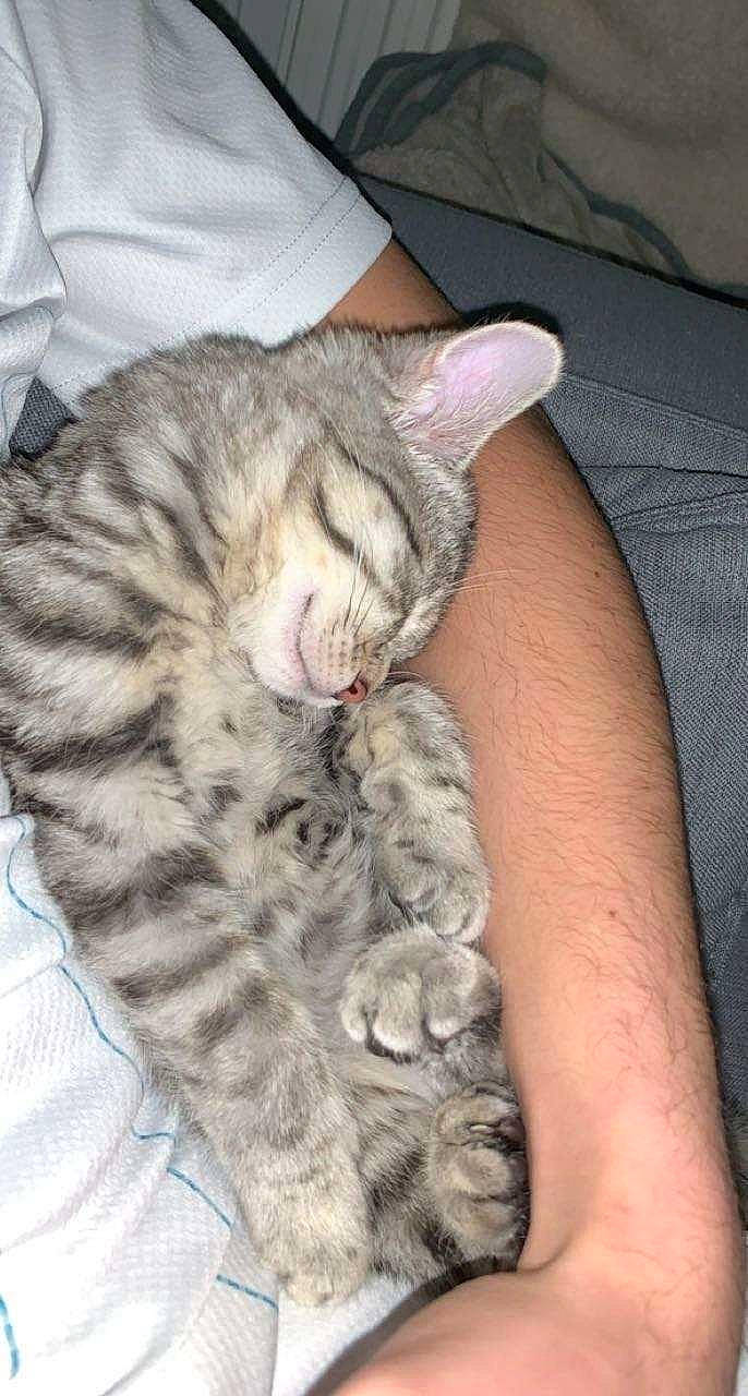 Kaya participe au concours pour gagner de l'argent avec cette photo : carnivore, cat, claw, comfort, domestic_short_haired_cat, eye, fawn, felidae, foot, fur, military_camouflage, nail, nap, paw, sitting, small_to_medium_sized_cats, snout, tail, terrestrial_animal, whiskers