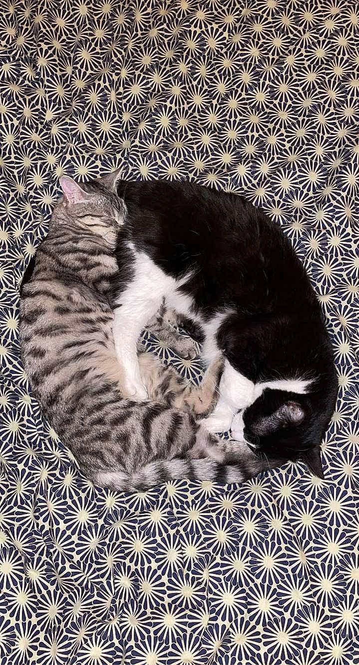 Kaya a rejoint le concours — aidez-le/la à gagner de superbes lots ! carnivore, cat, cat_supply, claw, comfort, domestic_short_haired_cat, felidae, fur, monochrome_photography, nap, pattern, paw, pet_supply, small_to_medium_sized_cats, snout, tail, terrestrial_animal, textile, whiskers, white