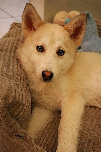 Sky a rejoint le concours — aidez-le/la à gagner de superbes lots ! canidae, carnivore, comfort, companion_dog, dog, dog_breed, ear, fawn, fur, head, human_body, jaw, non_sporting_group, snout, sporting_group, terrestrial_animal, whiskers, wildlife, wood, working_animal