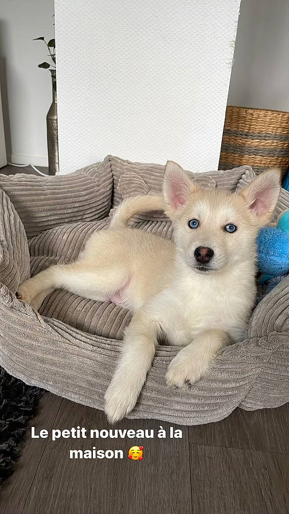 Sky a rejoint le concours — aidez-le/la à gagner de superbes lots ! canidae, carnivore, comfort, companion_dog, couch, dog, dog_breed, dog_supply, fawn, felidae, fur, non_sporting_group, paw, photo_caption, snout, sporting_group, tail, terrestrial_animal, whiskers