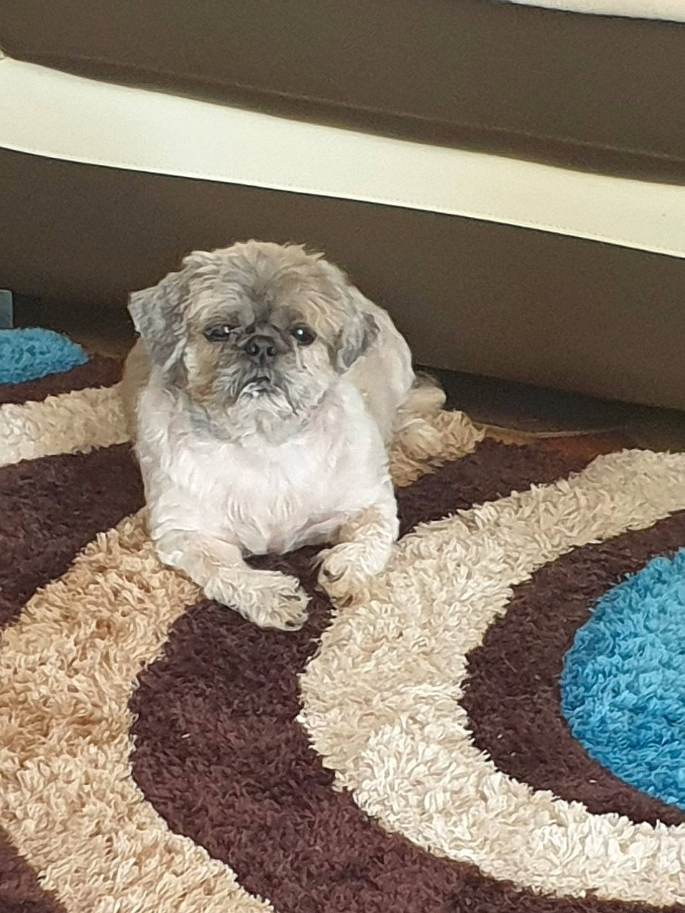 Boss participe au concours pour gagner de l'argent avec cette photo : bolonka, canidae, carnivore, cavapoo, dog, dog_breed, fawn, lhasa_apso, maltepoo, mammal, non_sporting_group, pekapoo, poodle_crossbreed, puppy, shih_poo, shih_tzu, sporting_group, toy_dog, toy_poodle, vertebrate