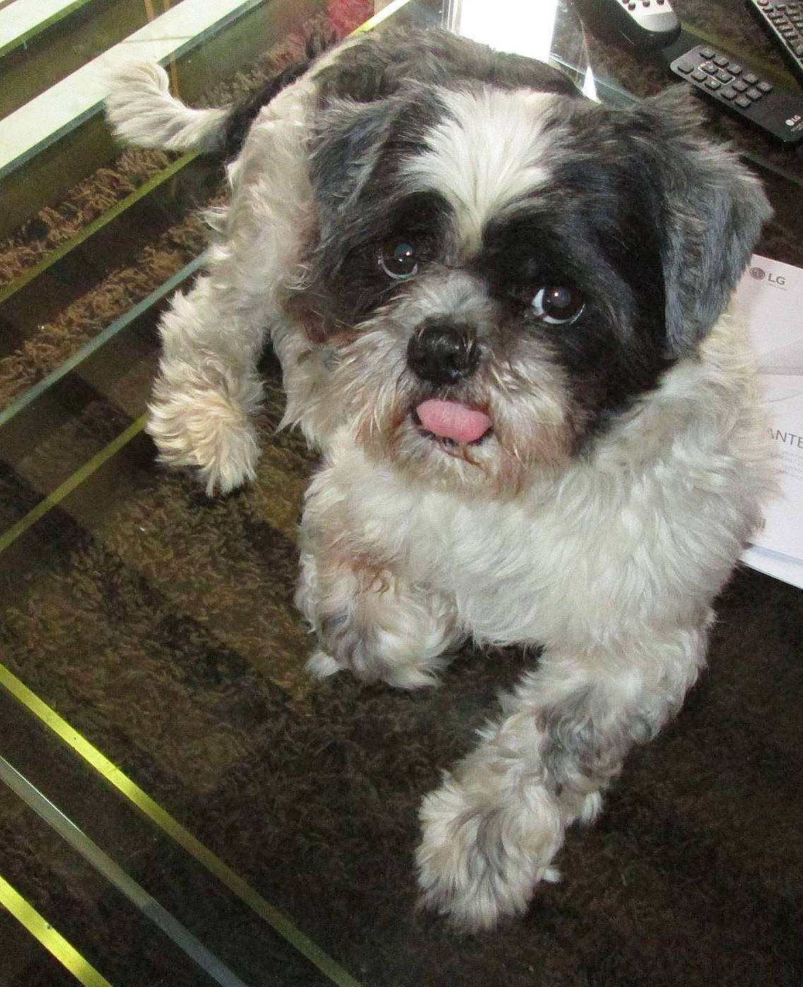 Hugo a rejoint le concours — aidez-le/la à gagner de superbes lots ! canidae, carnivore, companion_dog, dog, dog_breed, fur, liver, mal_shi, maltepoo, non_sporting_group, poodle_crossbreed, shih_poo, shih_tzu, small_terrier, snout, sporting_group, terrier, toy_dog, working_animal, yorkipoo