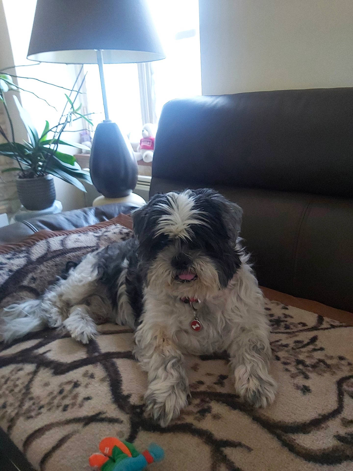 Hugo a rejoint le concours — aidez-le/la à gagner de superbes lots ! carnivore, comfort, companion_dog, couch, dog, dog_breed, dog_supply, flooring, hardwood, houseplant, lamp, liver, living_room, picture_frame, plant, small_terrier, terrier, toy_dog, water_dog, working_animal