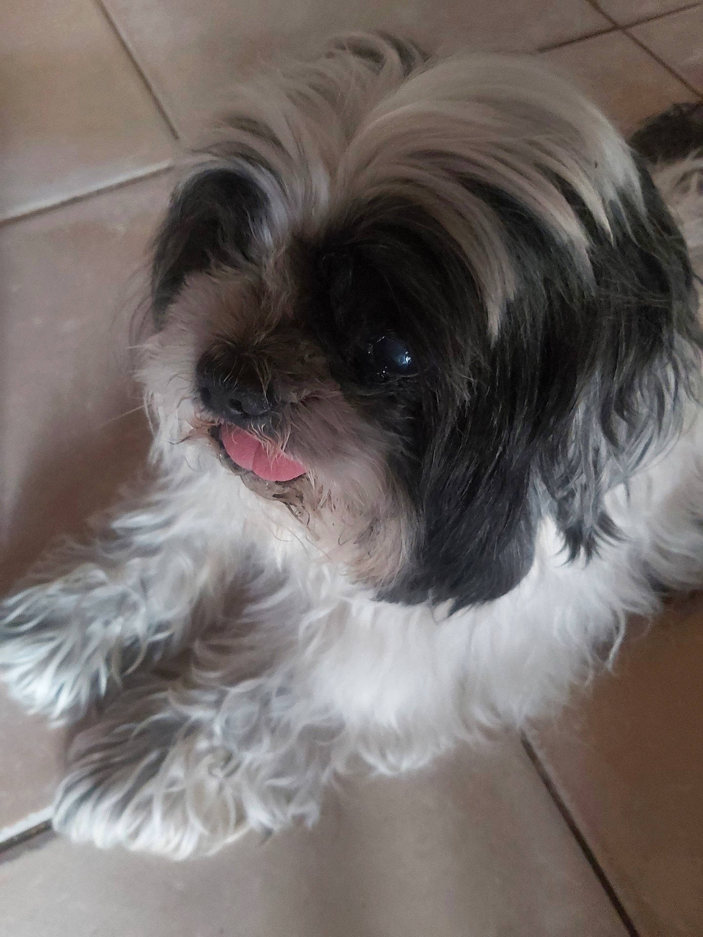 Hugo a rejoint le concours — aidez-le/la à gagner de superbes lots ! canidae, carnivore, comfort, companion_dog, dog, dog_breed, dog_supply, ear, fawn, fur, hair, liver, maltepoo, pet_supply, shih_poo, shih_tzu, snout, sporting_group, toy_dog, working_animal