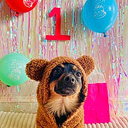 Koda is registered to the contest to win money with this photo: dog, birthday, costume, teddy_bear, balloons, streamers, celebration, number_one, portrait, indoors, festive, colorful, brown_dog, black_and_tan, sitting, cute, funny, party_decorations, blanket, animal_face