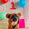 dog, birthday, costume, teddy_bear, balloons, streamers, celebration, number_one, portrait, indoors, festive, colorful, brown_dog, black_and_tan, sitting, cute, funny, party_decorations, blanket, animal_face