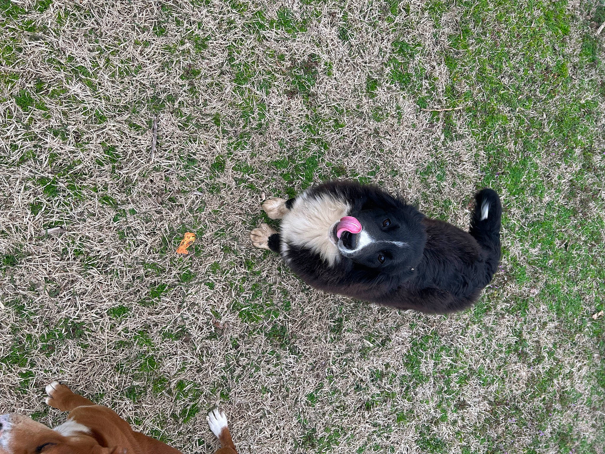 Bear is registered to the contest to win money with this photo: canidae, dog_breed, felidae, flooring, foot, fur, grass, grass_family, grassland, groundcover, herbaceous_plant, human_leg, lawn, plant, road_surface, shadow, soil, tail, terrestrial_animal, wildlife