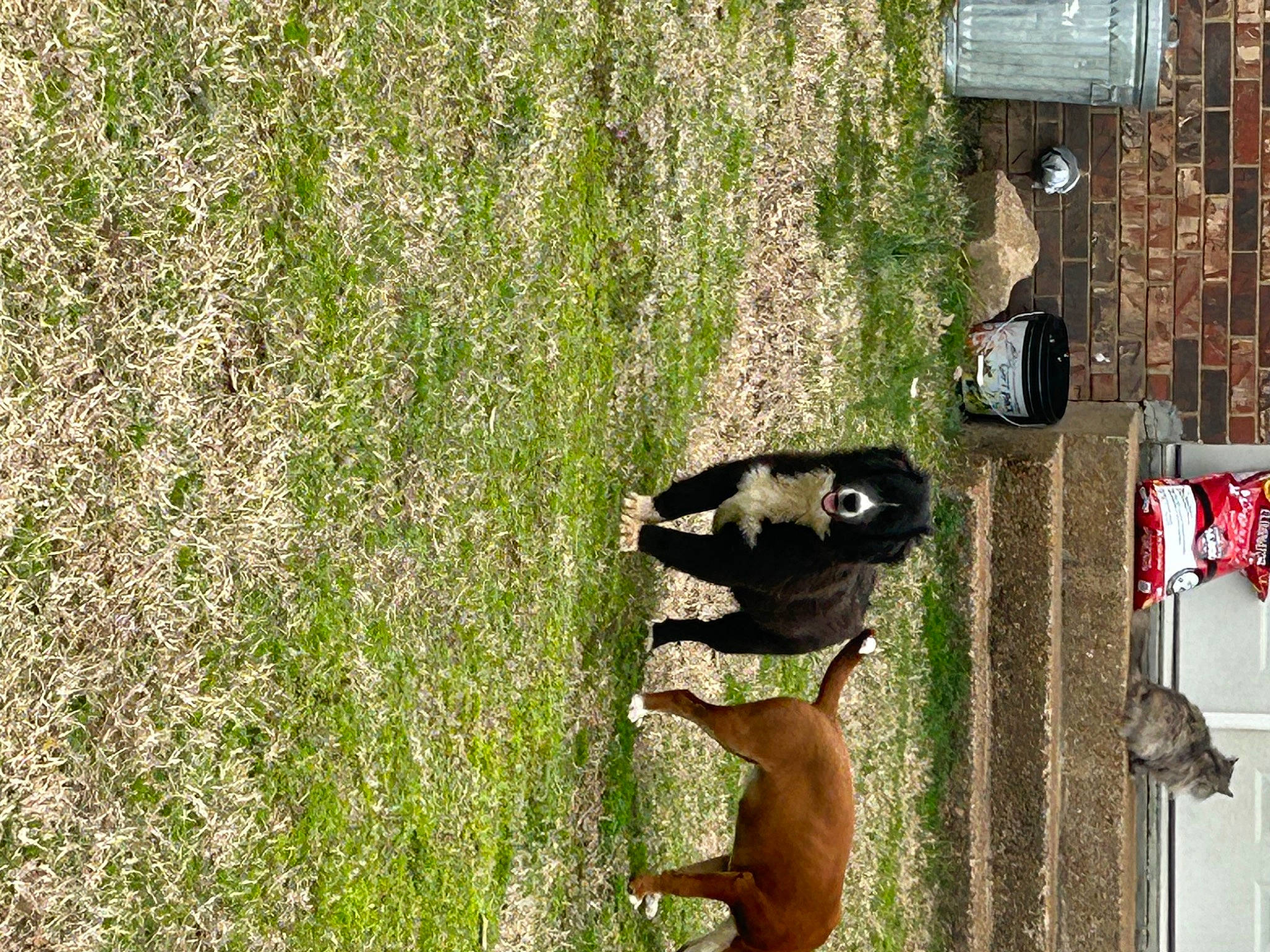 Bear is registered to the contest to win money with this photo: canidae, carnivore, companion_dog, dog, dog_breed, fawn, grass, grassland, groundcover, people_in_nature, pet_supply, plant, snout, sporting_group, tail, terrestrial_animal, tree, window, wood, working_animal