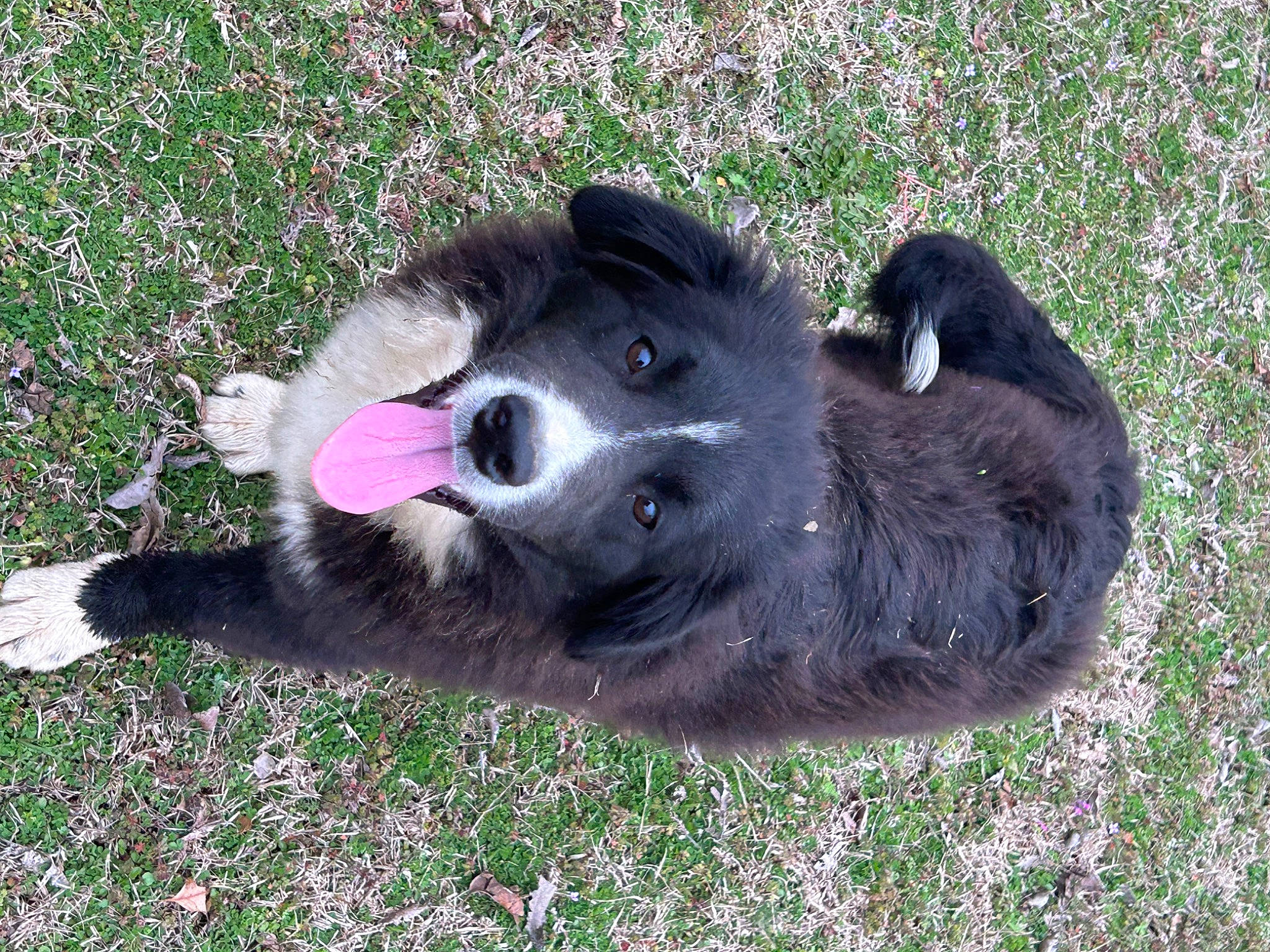 Bear is registered to the contest to win money with this photo: border_collie, canidae, carnivore, companion_dog, dog, dog_breed, fur, german_spitz_mittel, grass, herding_dog, mammal, non_sporting_group, plant, terrestrial_animal, vertebrate, working_animal, working_dog