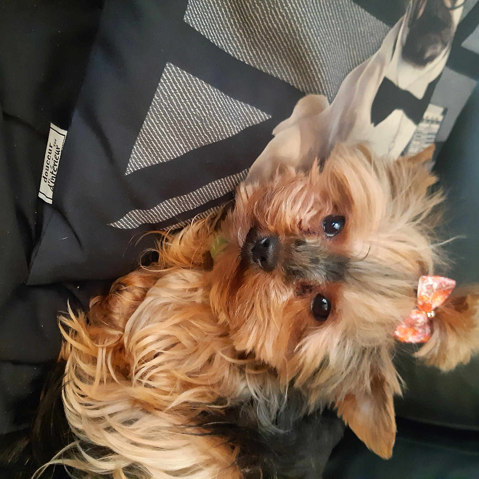 Maya