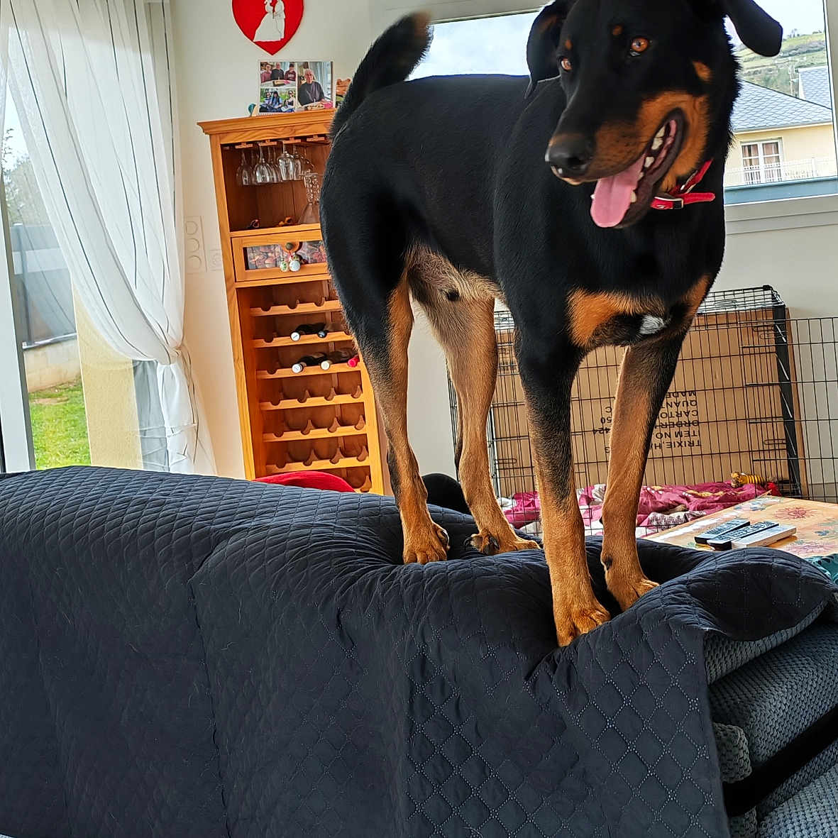 Loullig participe au concours pour gagner de l'argent avec cette photo : dog, black_dog, tan_dog, pet, indoors, living_room, couch, quilted_cover, window, curtains, wine_rack, floor_tiles, tongue_out, tail_up, happy, domestic, furniture, home_decor, natural_light, canine