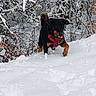 Loullig participe au concours pour gagner de l'argent avec cette photo : active, animal, black_dog, branches, canine, cold, daytime, dog, forest, fun, leafless_trees, nature, outdoor, pet, playful, red_harness, running, snow, tan_markings, winter