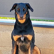 Loullig a rejoint le concours — aidez-le/la à gagner de superbes lots ! alert, animal, black_tan, canine, companion, daylight, dog, ears, fur, grass, gravel, ground, nature, outdoor, paw, pet, portrait, sitting, wall, watchful