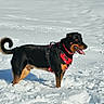 Loullig participe au concours pour gagner de l'argent avec cette photo : animal, black_coat, canine, cold, daytime, dog, fur, happy, mammal, nature, outdoor, pet, playful, red_harness, snow, standing, sunlight, tan_markings, tongue_out, winter