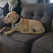 Butters joined the competition — help win amazing prizes! dog, lounge, couch, indoor, pet, tan_dog, furniture, living_room, collar, decor, statue, carpet, window, curtain, relaxing, home, animal, side_view, resting, domestic